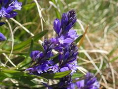 Polygala alpestris