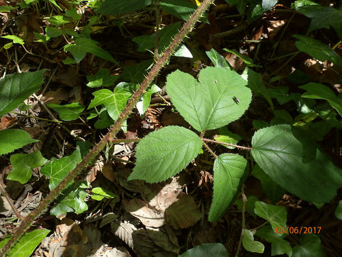 Image of Rubus dasyphyllus by (c) Duncan Cunningham, some rights reserved (CC BY)
