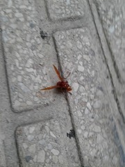 Vespa orientalis