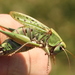 Decticus verrucivorus verrucivorus - Photo (c) Pierre-Henri Fabre, some rights reserved (CC BY-NC), uploaded by Pierre-Henri Fabre