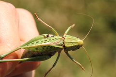 Decticus verrucivorus verrucivorus