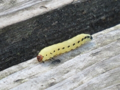 Diprion pini