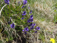 Polygala alpestris