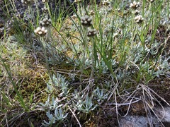 Antennaria media