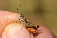 Omocestus haemorrhoidalis