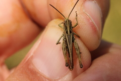 Omocestus haemorrhoidalis