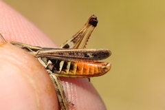 Omocestus haemorrhoidalis