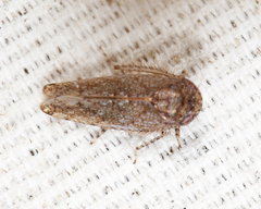Paraphlepsius irroratus