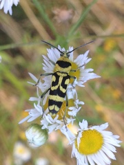 Chlorophorus varius