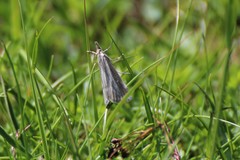 Catoptria combinella