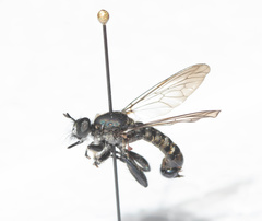 Laphria winnemana
