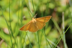 Crocota pseudotinctaria