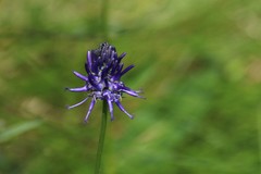 Phyteuma betonicifolium