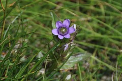 Gentianella ramosa