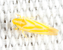 Erythridula infinita