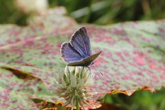 Cyaniris semiargus