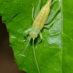 Cyrtoxipha columbiana