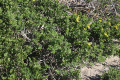 Pelargonium gibbosum