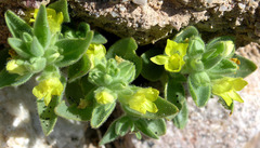 Mohavea breviflora