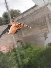 Apatelodes torrefacta