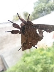 Apatelodes torrefacta