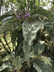 Solanum crinitipes