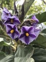 Solanum crinitipes