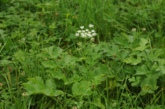 Heracleum sphondylium sphondylium