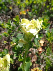 Pedicularis tuberosa