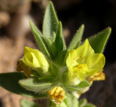 Mohavea breviflora