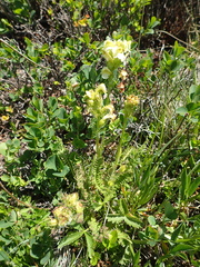 Pedicularis tuberosa