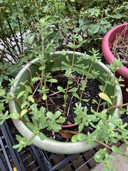 Portulaca umbraticola