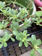 Portulaca umbraticola