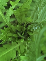 Olethreutes auricapitana