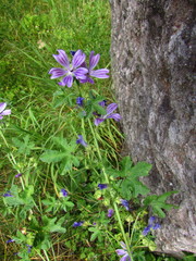 Malva sylvestris