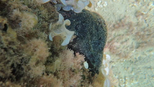 Sarcotragus spinosulus