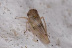 Agallia albidula