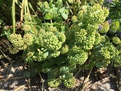 Hylotelephium maximum