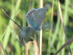 Polyommatus icarus