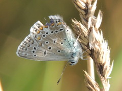 Polyommatus icarus