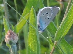 Cyaniris semiargus
