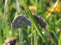 Polyommatus