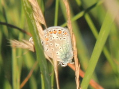 Polyommatus icarus