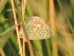 Polyommatus