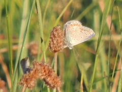 Polyommatus icarus