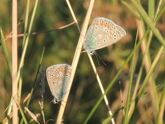 Polyommatus