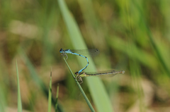 Coenagrion mercuriale