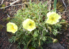 Papaver radicatum
