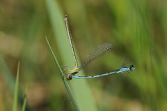 Coenagrion mercuriale