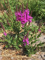 Lythrum salicaria